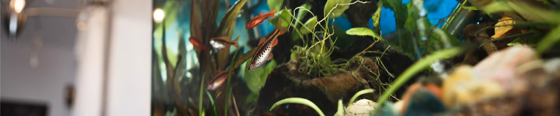 Aquarium Aquarium
