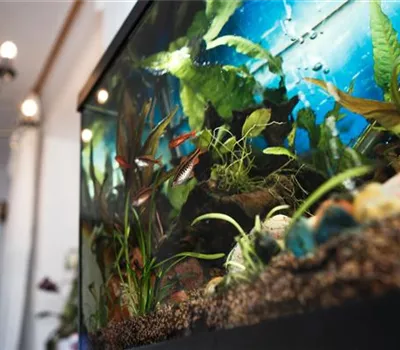 Aquarienreinigung: Worauf zu achten ist Aquarienreinigung: Worauf zu achten ist
