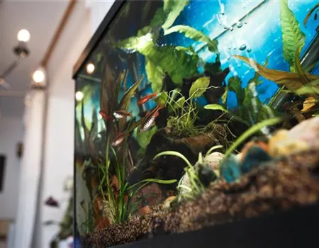 Aquarienreinigung: Worauf zu achten ist