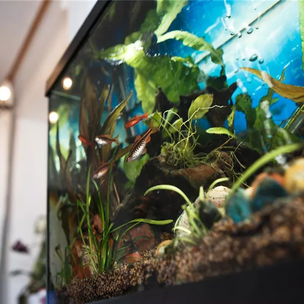 Goldfischglas adé – die richtige Form des Aquariums Goldfischglas adé – die richtige Form des Aquariums