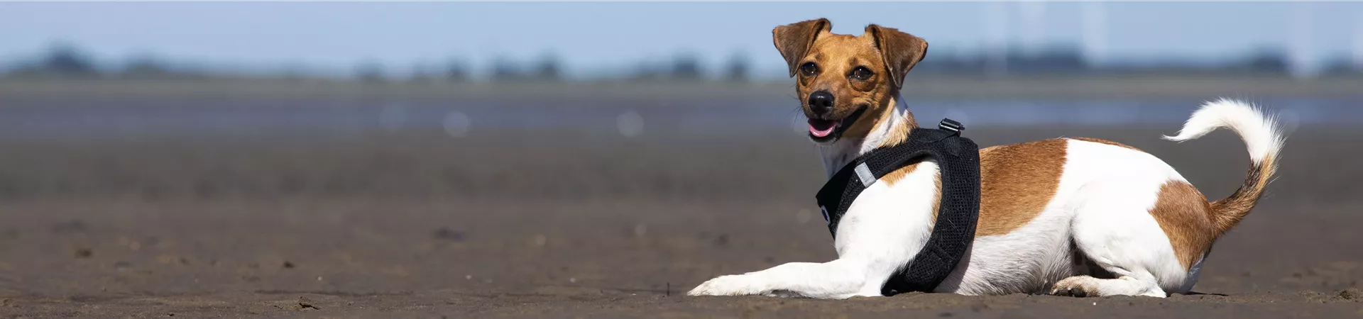 Hund liegt im Sand Hund liegt im Sand