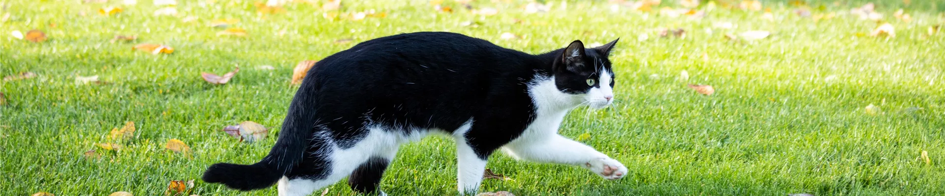 Katze im Garten Katze im Garten