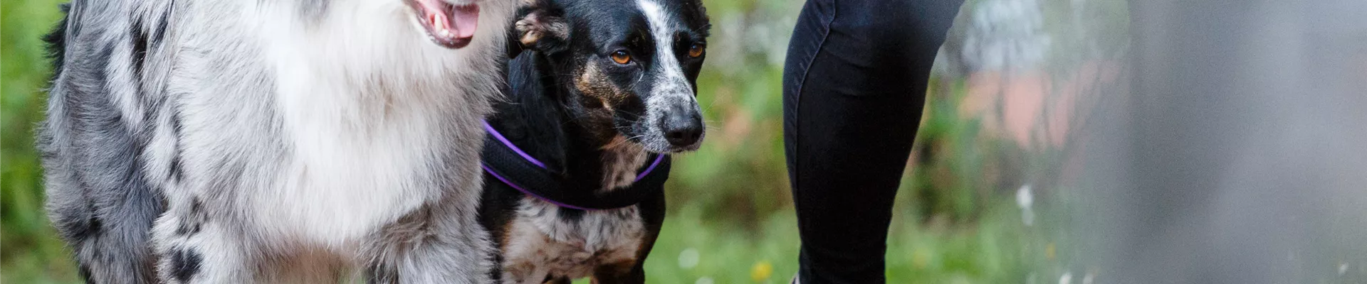 Hunde beim Spaziergang Hunde beim Spaziergang