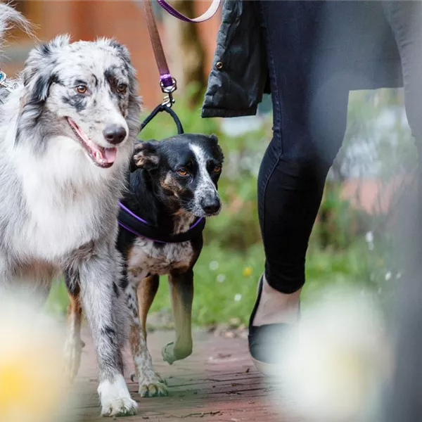 Spaziergang mit dem Hund: Halsband oder Hundegeschirr? Spaziergang mit dem Hund: Halsband oder Hundegeschirr?