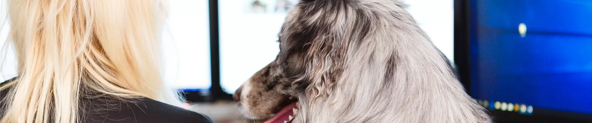 Hund im Büro Hund im Büro