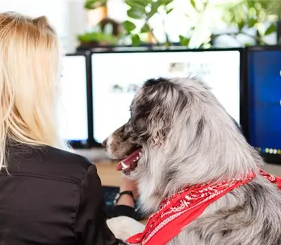 Warum der Nimm-deinen-Hund-mit-zur-Arbeit-Tag gut ist Warum der Nimm-deinen-Hund-mit-zur-Arbeit-Tag gut ist