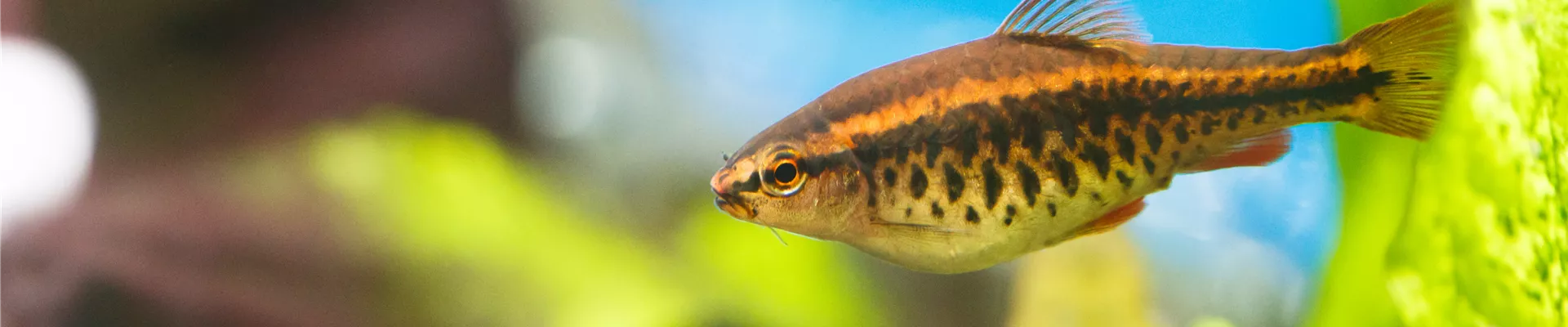 Fisch im Aquarium Fisch im Aquarium