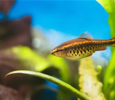 Aquariumpflege im Urlaub: Die Fische allein zu Hause Aquariumpflege im Urlaub: Die Fische allein zu Hause