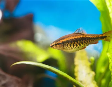 Aquariumpflege im Urlaub: Die Fische allein zu Hause