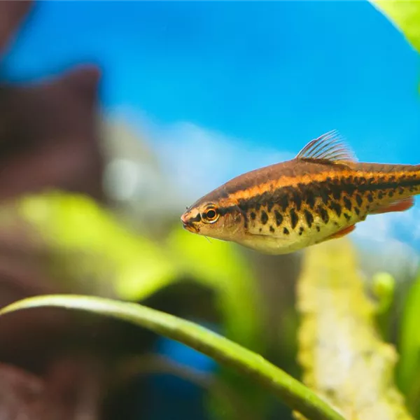 Aquariumpflege im Urlaub: Die Fische allein zu Hause Aquariumpflege im Urlaub: Die Fische allein zu Hause