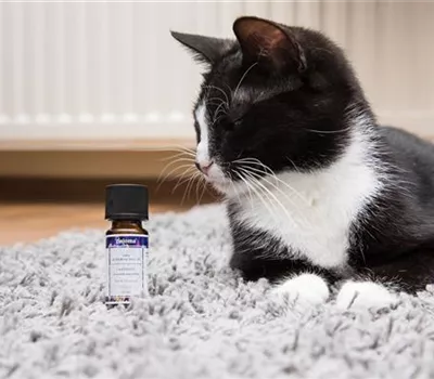 Aromatherapie bei Hund und Katze - Lavendel zur Beruhigung Aromatherapie bei Hund und Katze - Lavendel zur Beruhigung