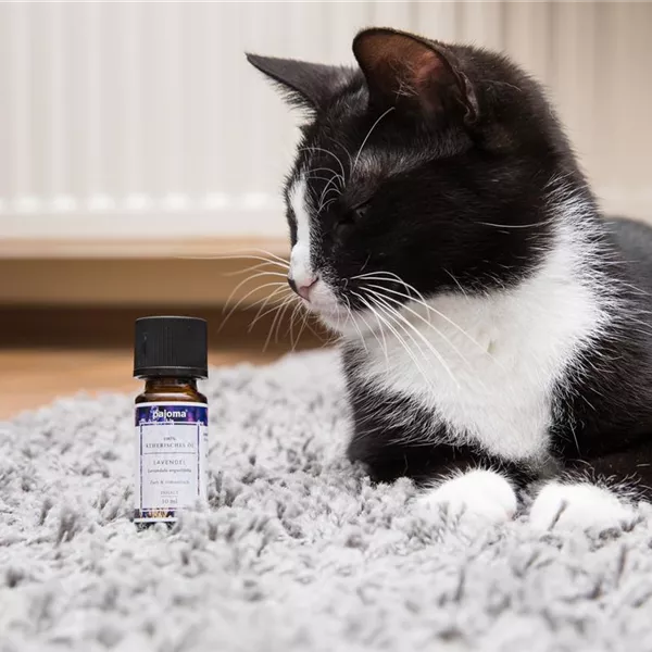 Aromatherapie bei Hund und Katze - Lavendel zur Beruhigung Aromatherapie bei Hund und Katze - Lavendel zur Beruhigung