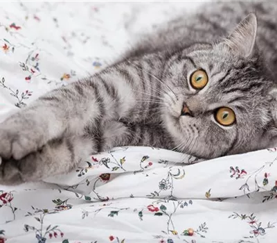 Internationaler Katzentag – Eine Ode an die Stubentiger Internationaler Katzentag – Eine Ode an die Stubentiger