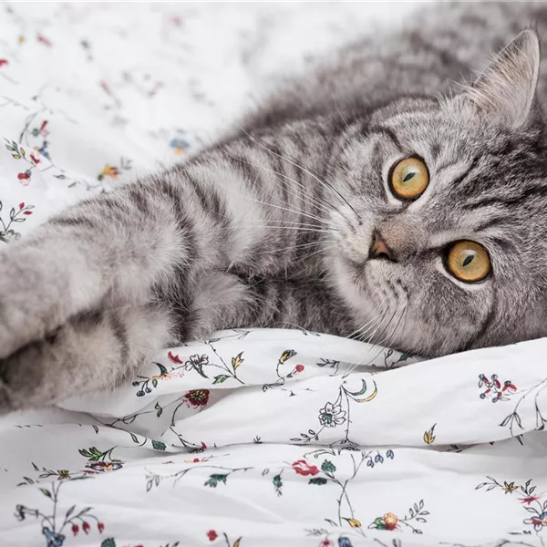 Internationaler Katzentag – Eine Ode an die Stubentiger Internationaler Katzentag – Eine Ode an die Stubentiger