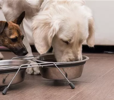 Barfen für Hunde und Katzen Barfen für Hunde und Katzen