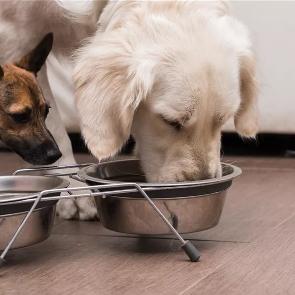 Barfen für Hunde und Katzen Barfen für Hunde und Katzen