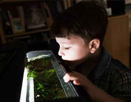 Das Kinder-Aquarium: Tipps für Eltern