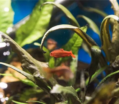 Das Nano-Aquarium – Unterwasserwelt im Miniaturformat Das Nano-Aquarium – Unterwasserwelt im Miniaturformat