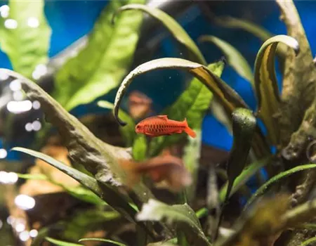 Das Nano-Aquarium – Unterwasserwelt im Miniaturformat