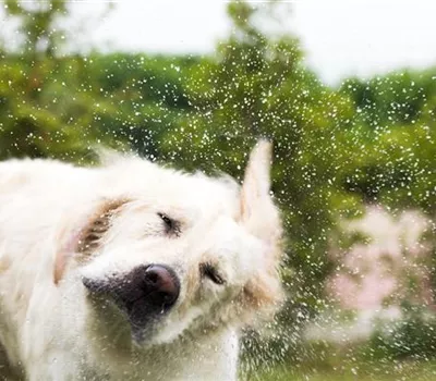 Den Hund im Sommer kühlen: Tipps & Tricks Den Hund im Sommer kühlen: Tipps & Tricks
