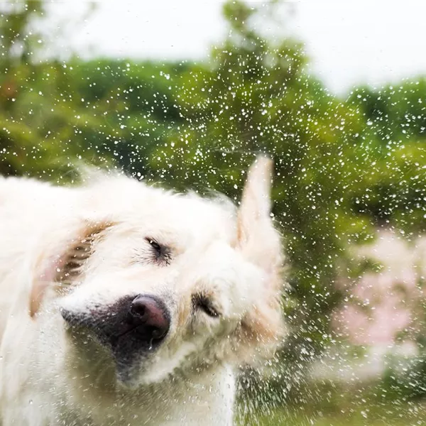 Den Hund im Sommer kühlen: Tipps & Tricks Den Hund im Sommer kühlen: Tipps & Tricks