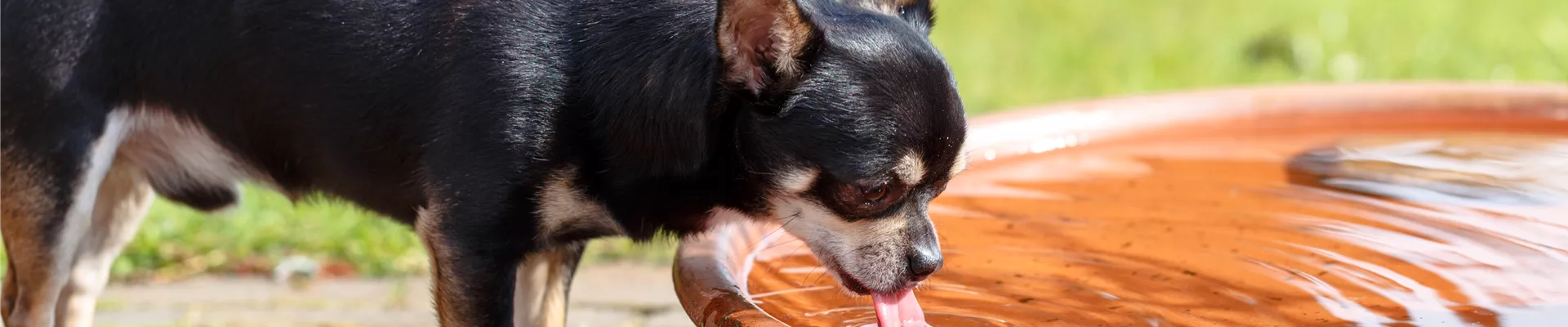 Hund im Garten Hund im Garten