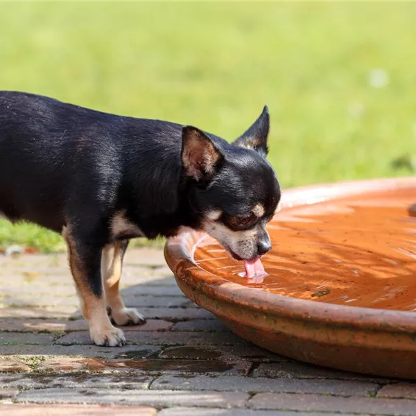 Trinkbrunnen für Katzen und Hunde Trinkbrunnen für Katzen und Hunde