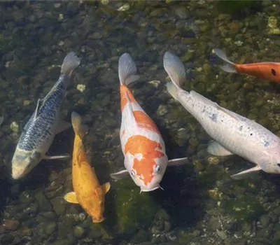 Der Koi – ein Juwel im Gartenteich Der Koi – ein Juwel im Gartenteich