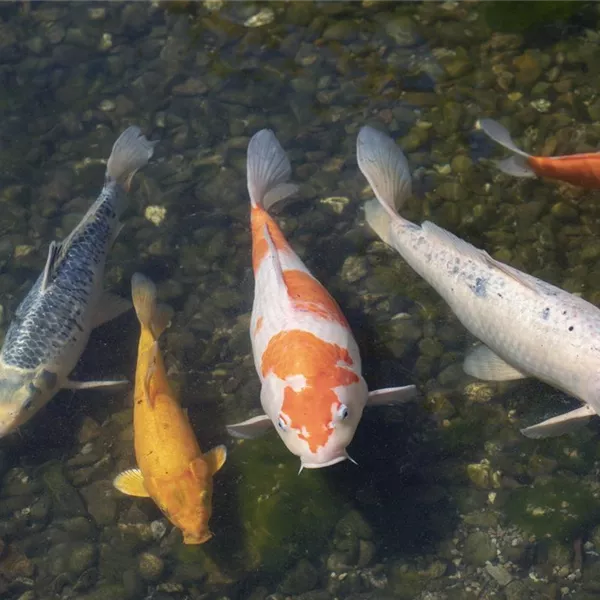 Der Koi – ein Juwel im Gartenteich Der Koi – ein Juwel im Gartenteich