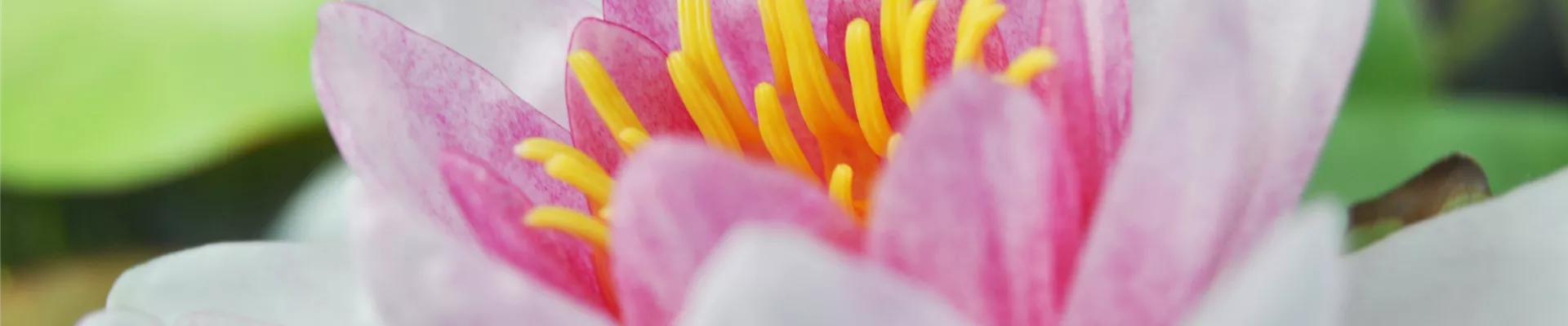 Nymphaea 'Marliacea Rosea' Nymphaea 'Marliacea Rosea'