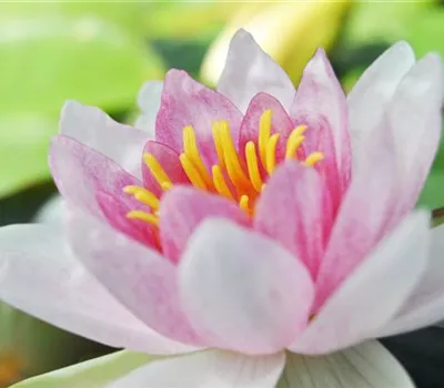 Der Miniteich: Gartenteich im Kleinformat Der Miniteich: Gartenteich im Kleinformat