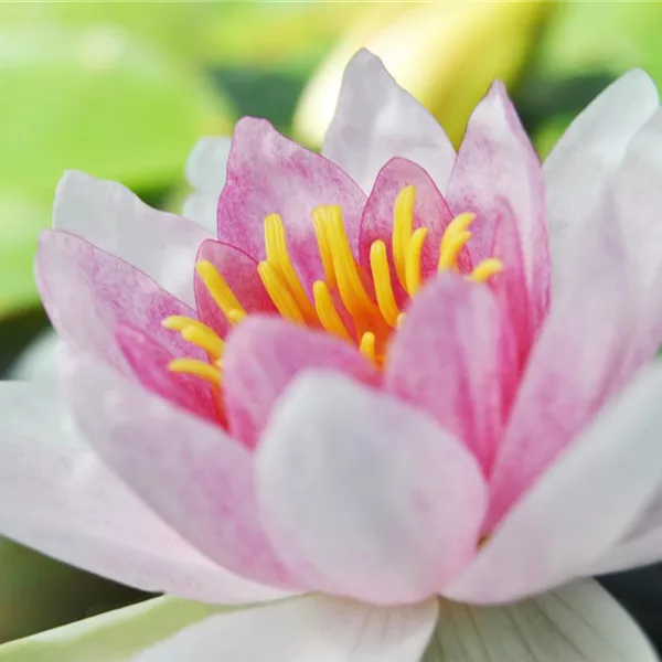 Der Miniteich: Gartenteich im Kleinformat Der Miniteich: Gartenteich im Kleinformat