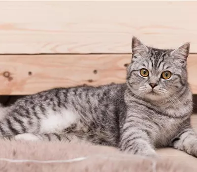 Die Wirkung von Katzenminze, Baldrian und Katzengras Die Wirkung von Katzenminze, Baldrian und Katzengras