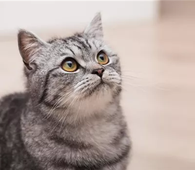 Die Wohnung katzensicher machen Die Wohnung katzensicher machen