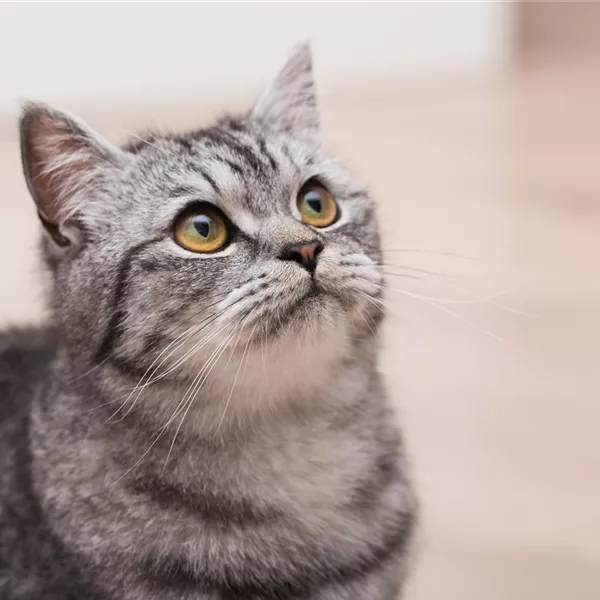Die Wohnung katzensicher machen Die Wohnung katzensicher machen