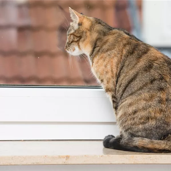 Wenn die Mieze raus will: Katzenschutznetze und Fensterschutz Wenn die Mieze raus will: Katzenschutznetze und Fensterschutz