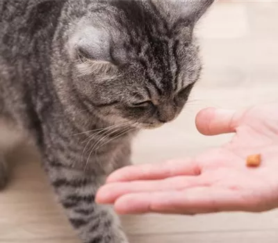 Do it yourself – Eine Futterbar für Katzen selber bauen Do it yourself – Eine Futterbar für Katzen selber bauen
