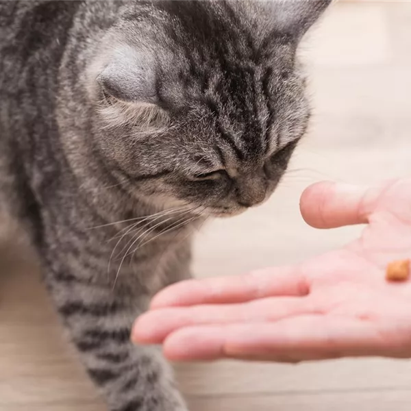 Do it yourself – Eine Futterbar für Katzen selber bauen Do it yourself – Eine Futterbar für Katzen selber bauen