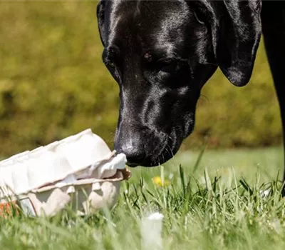 Do it yourself – Intelligenzspielzeug für Hunde selber basteln Do it yourself – Intelligenzspielzeug für Hunde selber basteln