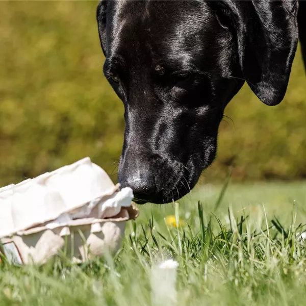Do it yourself – Intelligenzspielzeug für Hunde selber basteln Do it yourself – Intelligenzspielzeug für Hunde selber basteln