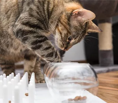 Do it yourself – Intelligenzspielzeug für Katzen selber basteln Do it yourself – Intelligenzspielzeug für Katzen selber basteln
