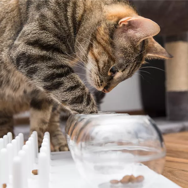 Do it yourself – Intelligenzspielzeug für Katzen selber basteln Do it yourself – Intelligenzspielzeug für Katzen selber basteln
