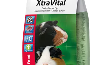 Meerschweinchen 