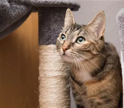 Do it yourself – Katzenmöbel selber bauen Do it yourself – Katzenmöbel selber bauen