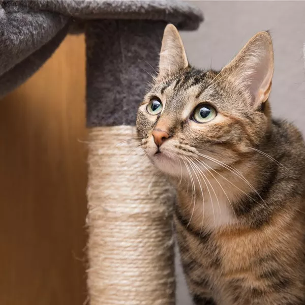 Do it yourself – Katzenmöbel selber bauen Do it yourself – Katzenmöbel selber bauen