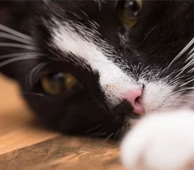 Ein entspanntes Katzenleben mit Feliway Ein entspanntes Katzenleben mit Feliway