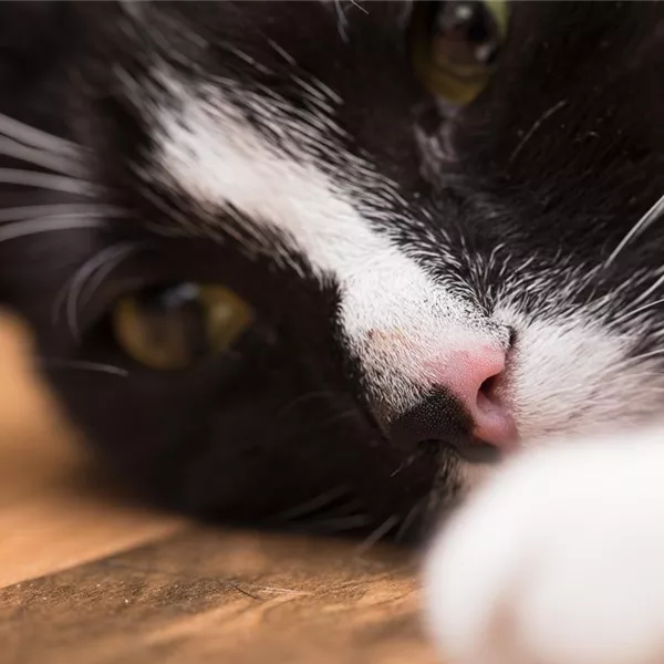 Ein entspanntes Katzenleben mit Feliway Ein entspanntes Katzenleben mit Feliway