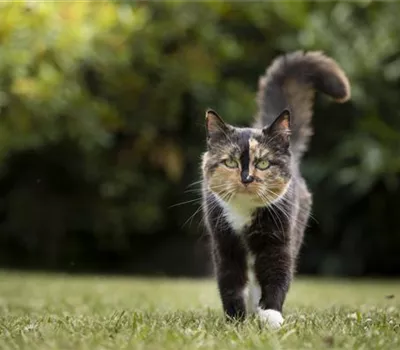 Freigänger-Katzen im Frühling: Vorbereitung und Schutz Freigänger-Katzen im Frühling: Vorbereitung und Schutz