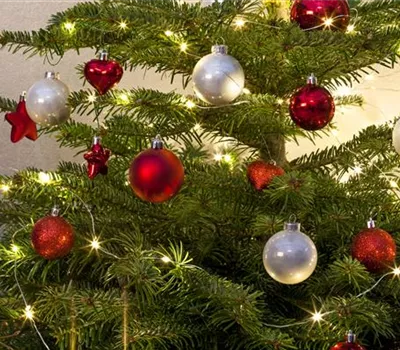Entspannte Weihnachten mit Hund und Katze Entspannte Weihnachten mit Hund und Katze