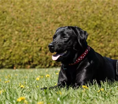 Fellpflege beim Hund – Streicheleinheiten für die Gesundheit Fellpflege beim Hund – Streicheleinheiten für die Gesundheit